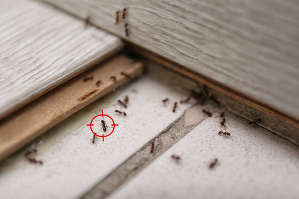 Best Rodent Control Near Me  in Robinson, IL