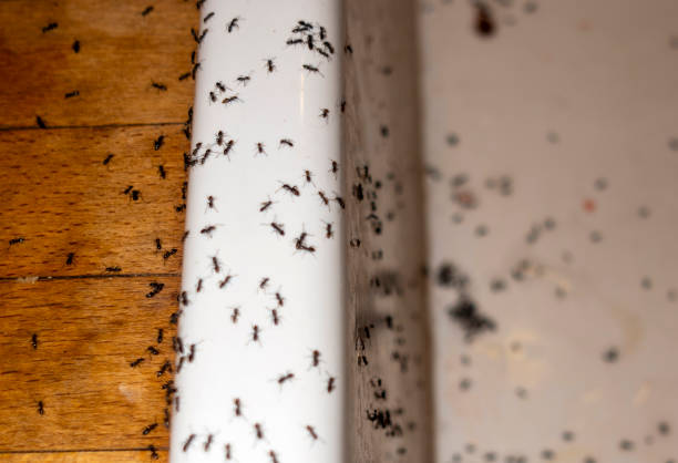Best Pest Prevention Services  in Robinson, IL